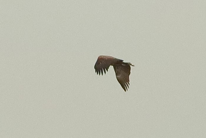 White-tailed Eagle