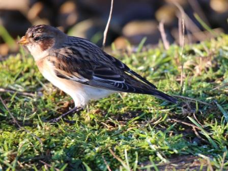 Snow Bunting
