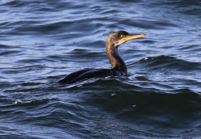 Shag