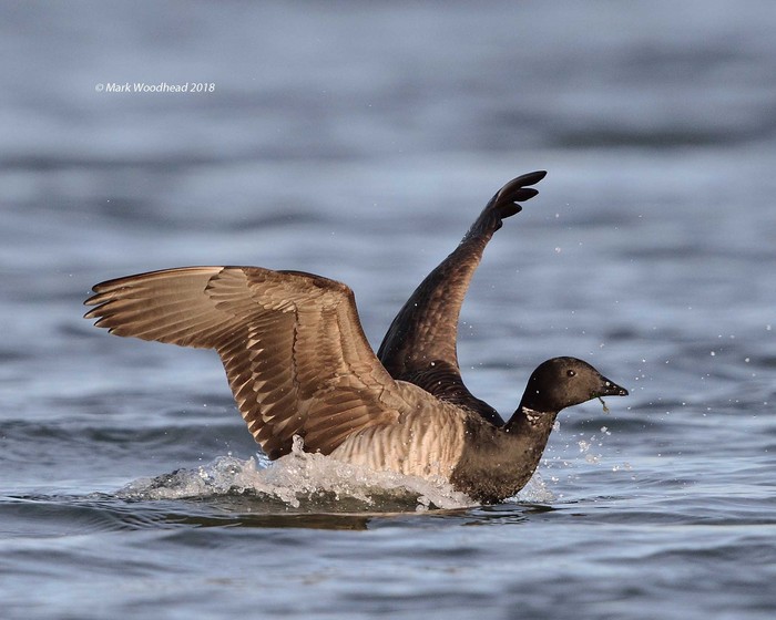 Pale-bellied Brent Goose
