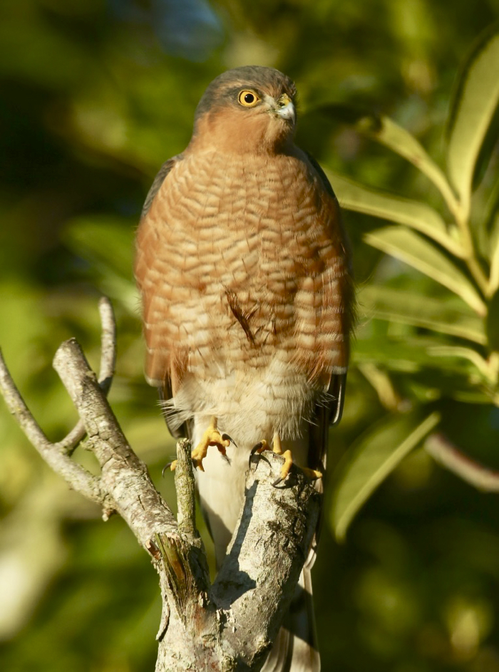 Sparrowhawk
