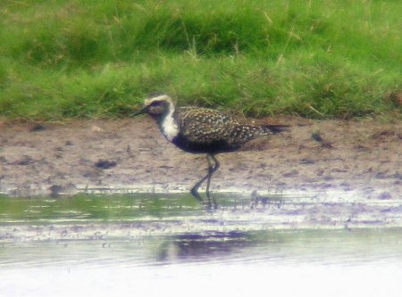 American Golden Plover