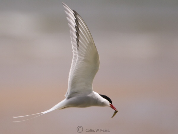 Arctic Tern