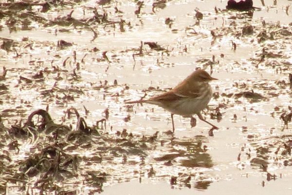 Water Pipit