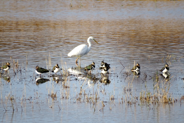 Great White Egret