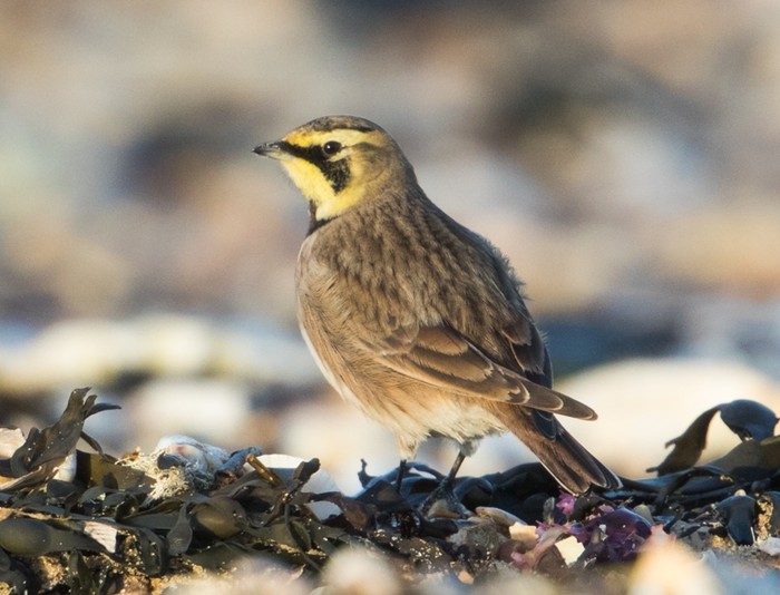 Shorelark
