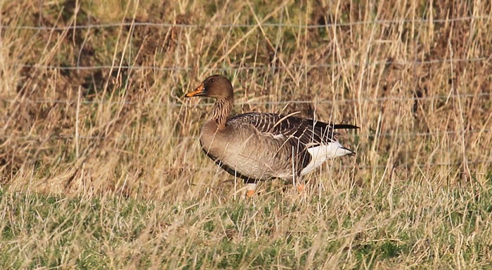 Taiga Bean Goose