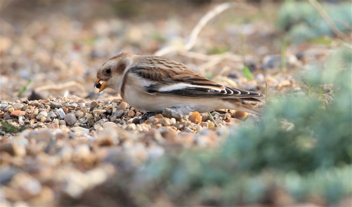 Snow Bunting