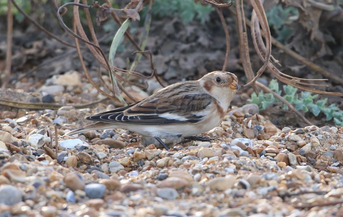 Snow Bunting