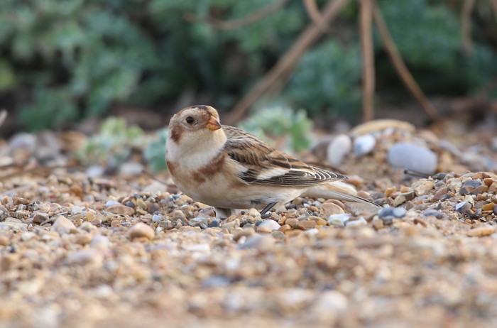 Snow Bunting