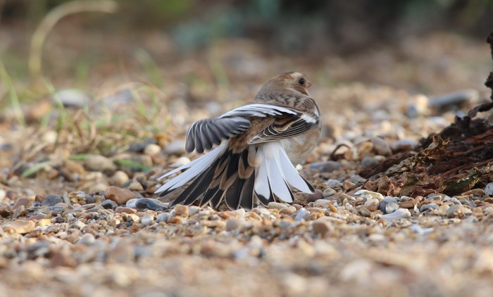 Snow Bunting