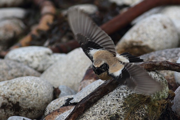 Desert Wheatear