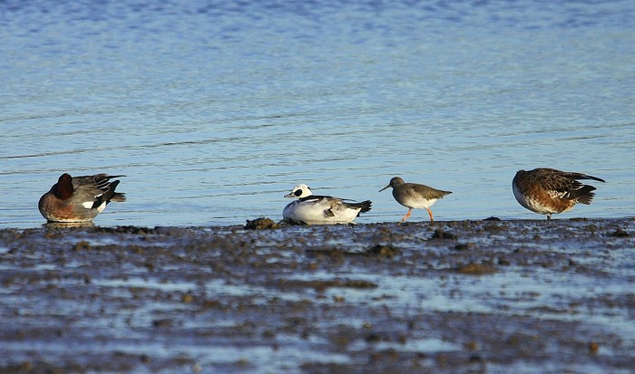 Smew