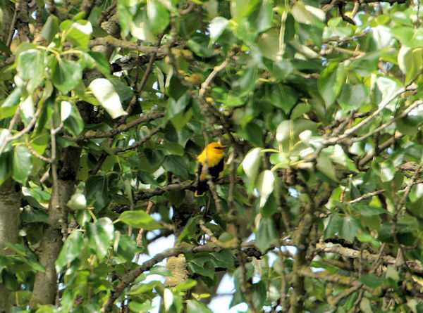 Golden Oriole