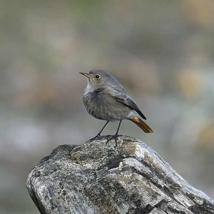 Black Redstart
