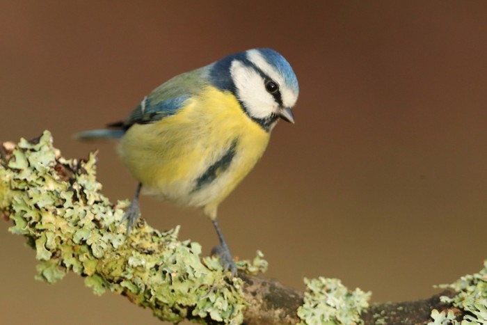Blue Tit