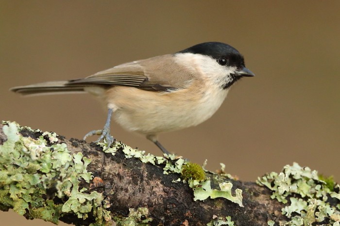 Marsh Tit