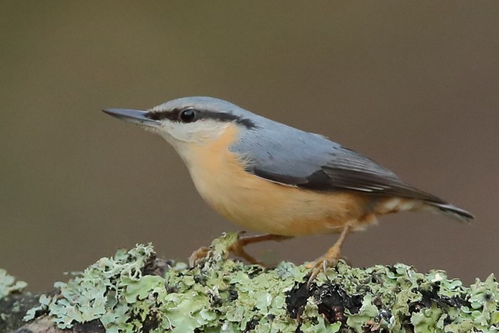 Nuthatch