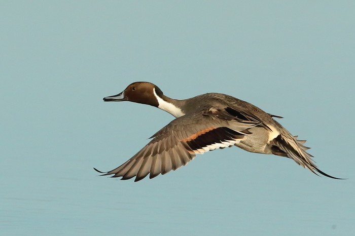 Pintail