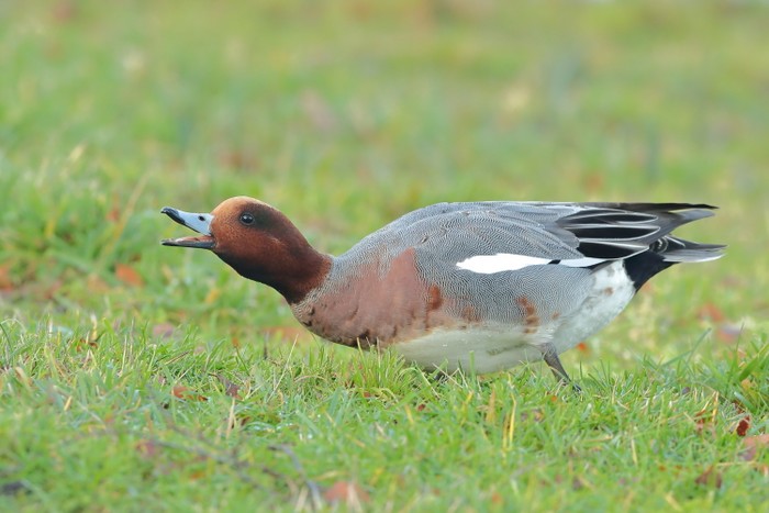 Wigeon