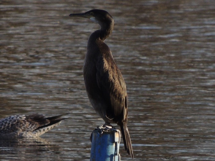Shag