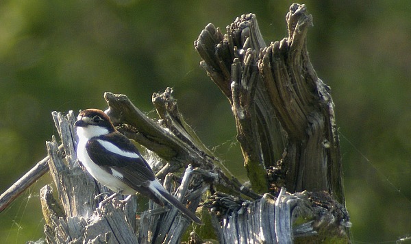 Woodchat Shrike