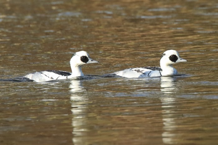 Smew