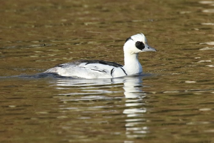 Smew