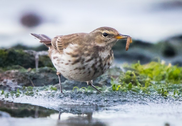 Water Pipit
