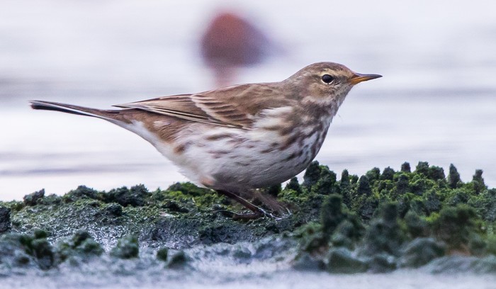 Water Pipit
