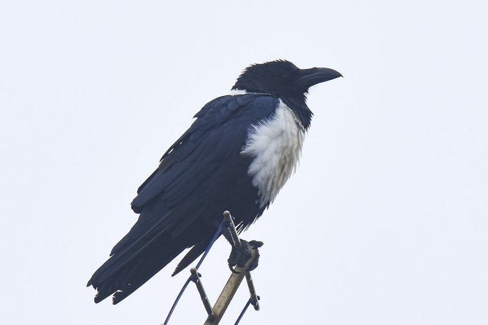 Pied Crow 