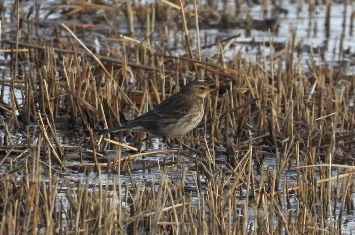 Water Pipit