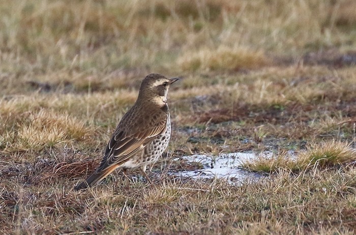 Dusky Thrush