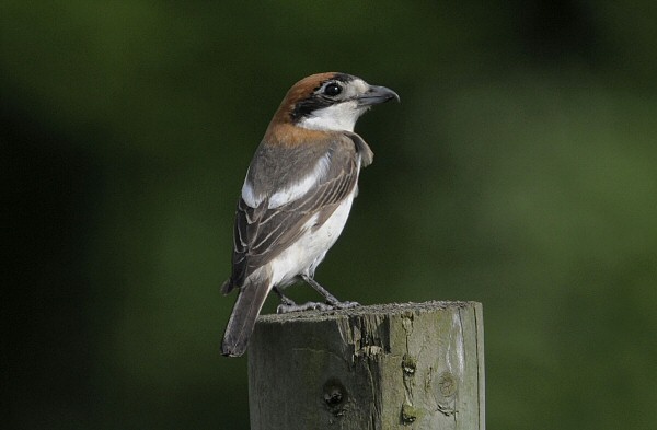 Woodchat Shrike