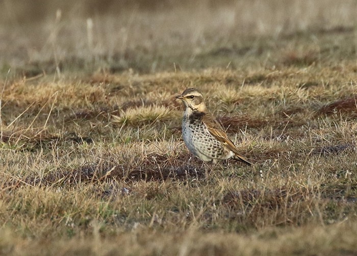 Dusky Thrush