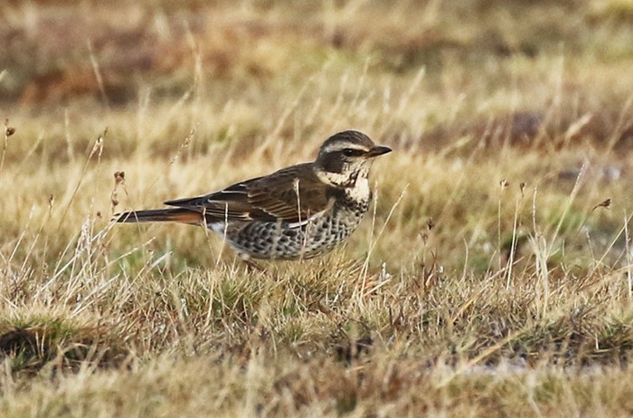 Dusky Thrush