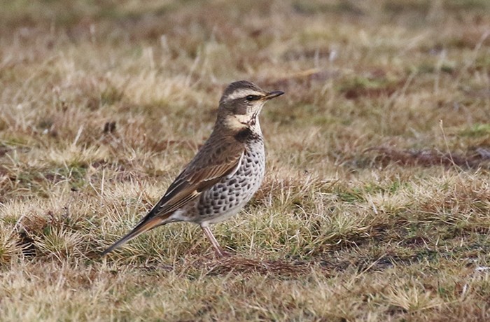 Dusky Thrush