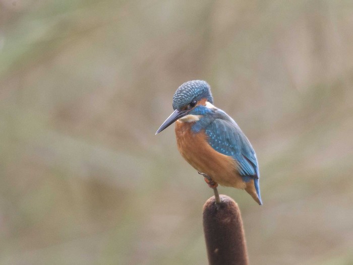 Kingfisher