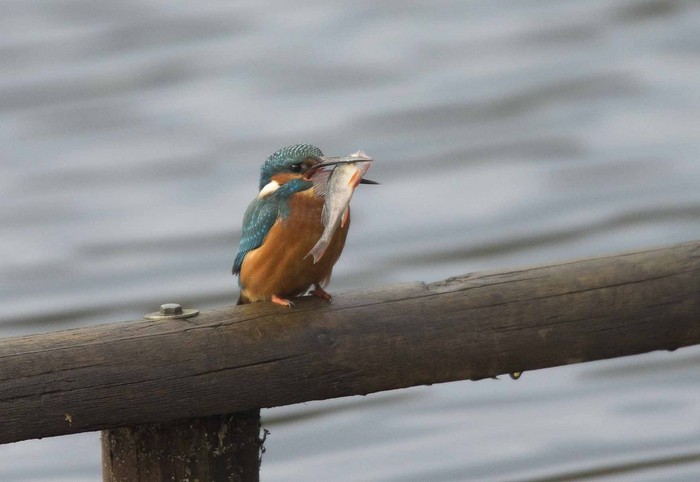 Kingfisher