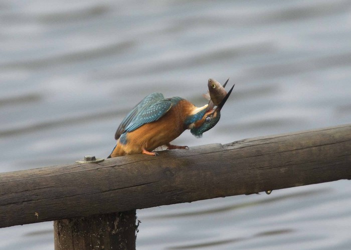 Kingfisher