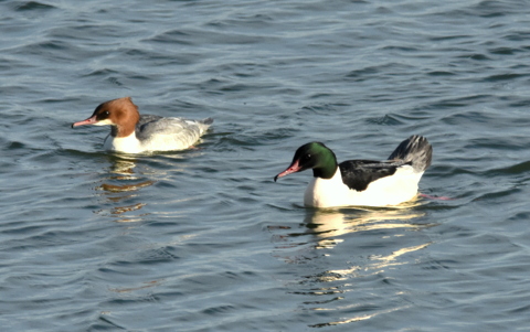 Goosander
