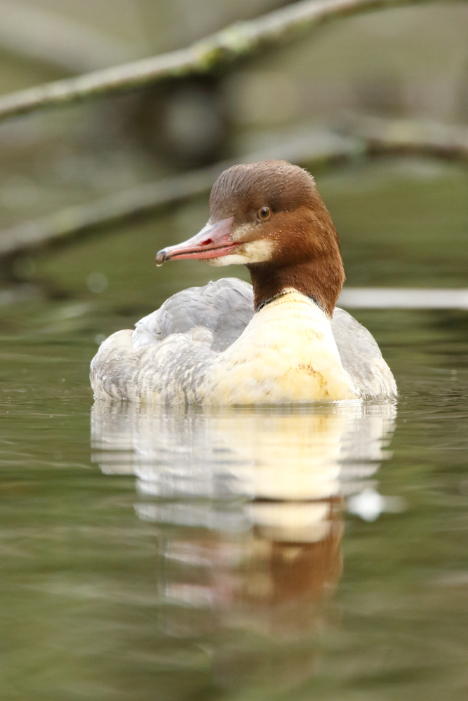 Goosander