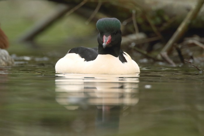 Goosander