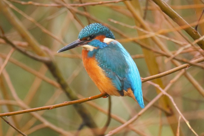 Kingfisher