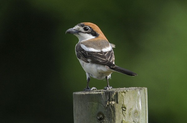 Woodchat Shrike