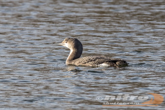Black-throated Diver