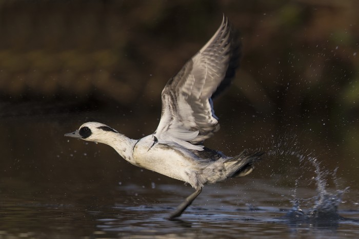 Smew