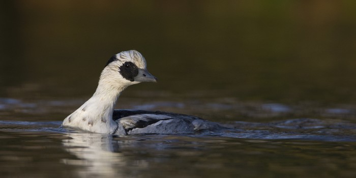 Smew