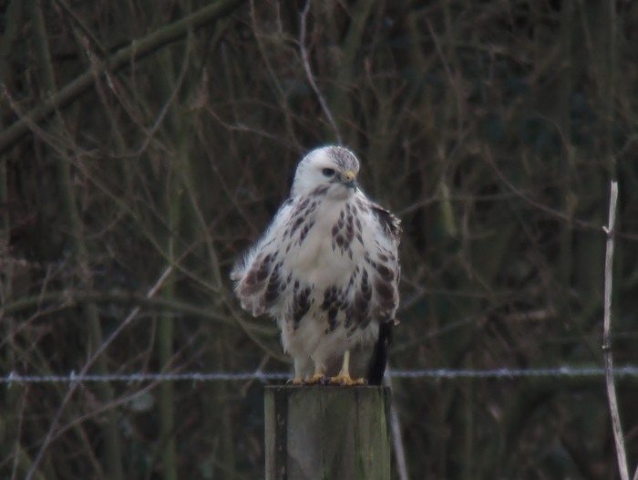 Buzzard