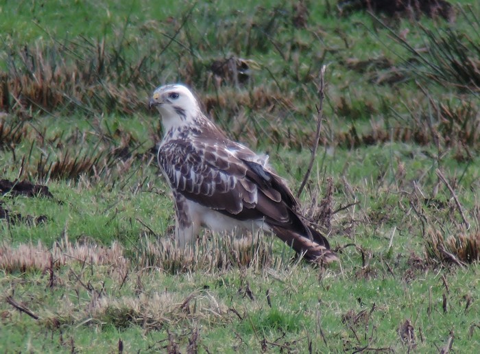 Buzzard